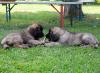 images/T-Wurf/T-Wurf Wo 9/3S8A2908-Bearbeitet.jpg